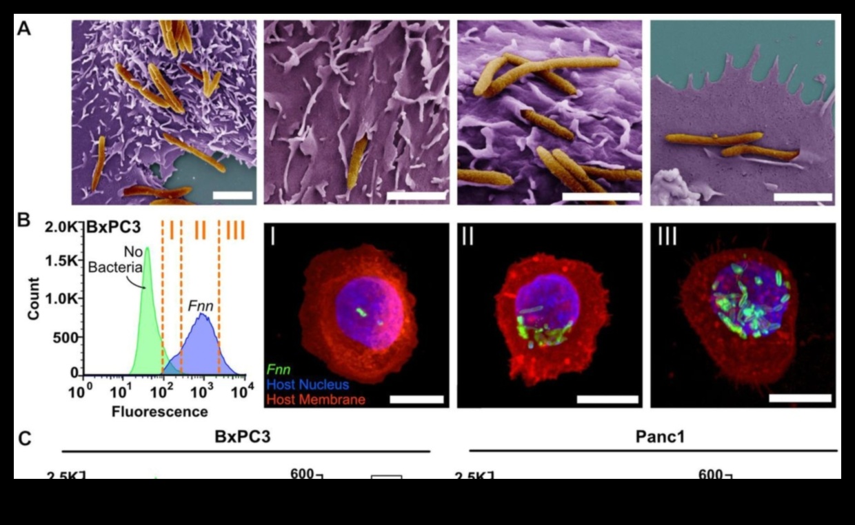 Proteine ​​și microbiomul intestinal: o interacțiune dinamică