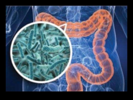 Proteine ​​și microbiomul intestinal: o interacțiune dinamică